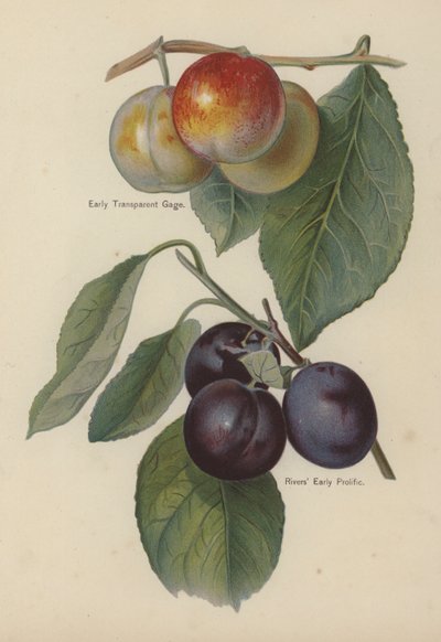 Early Transparent Gage, Rivers Early Prolific od English School